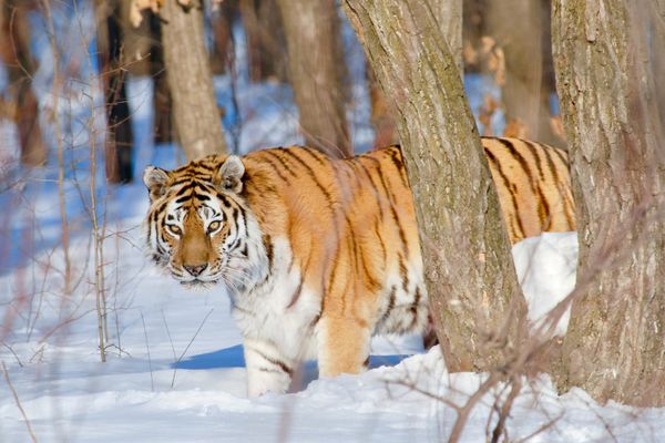 AMC Sets Date for BBC America Premiere of 'Asia'