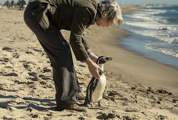 'The Penguin Lessons' Trailer Is Just as Adorable as We All Expected