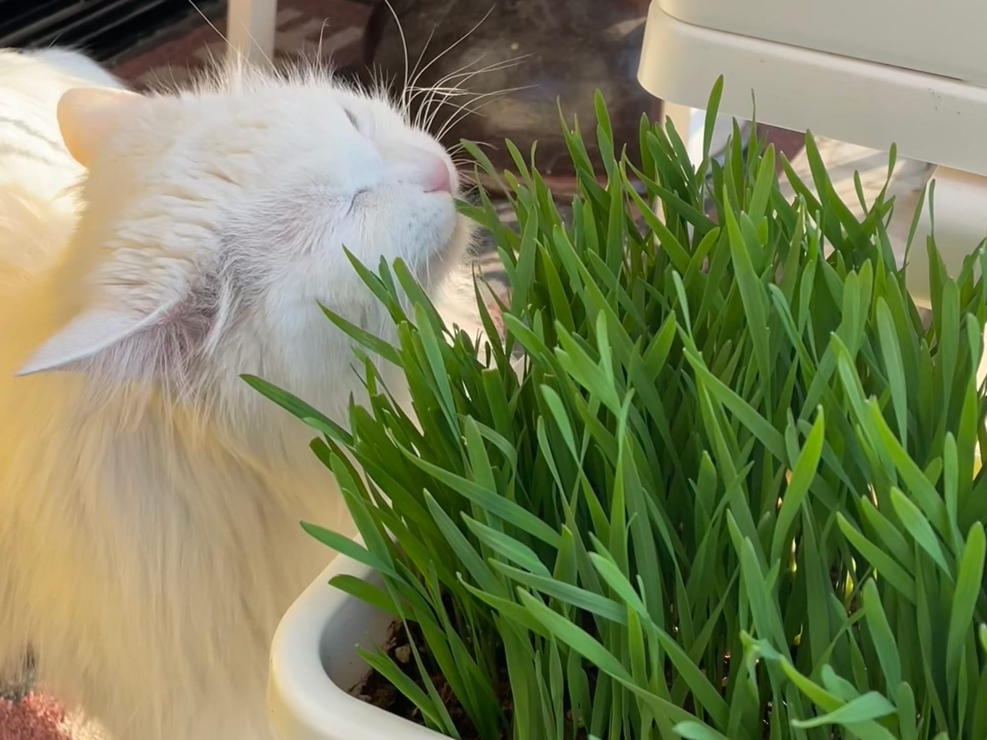 猫有力MiaoPower！ 