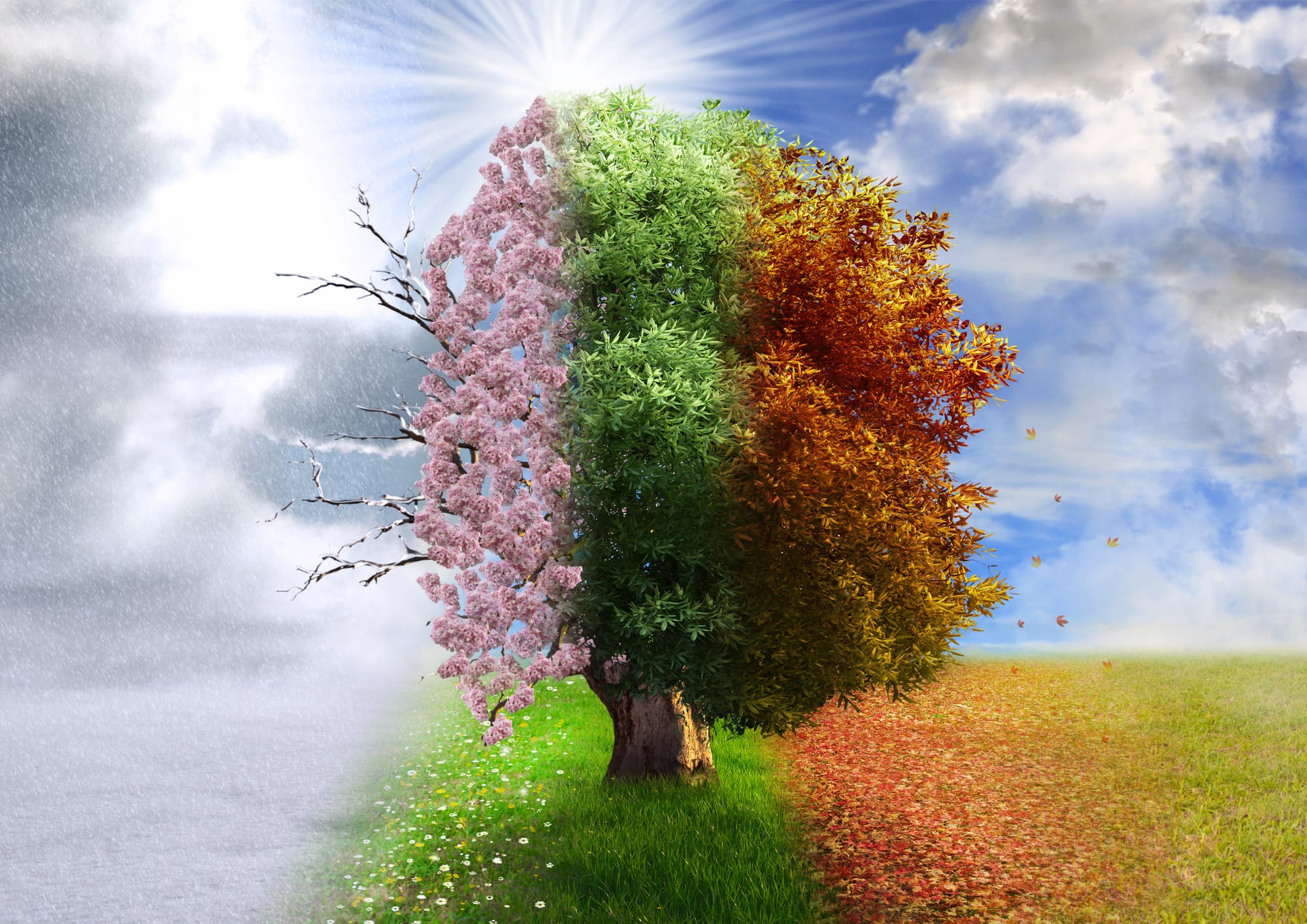 Minimalist image of four trees in a row, each representing a different season, bright green spring, deep green summer, golden autumn, and bare white winter, symbolizing the changing seasons of life and personal growth.