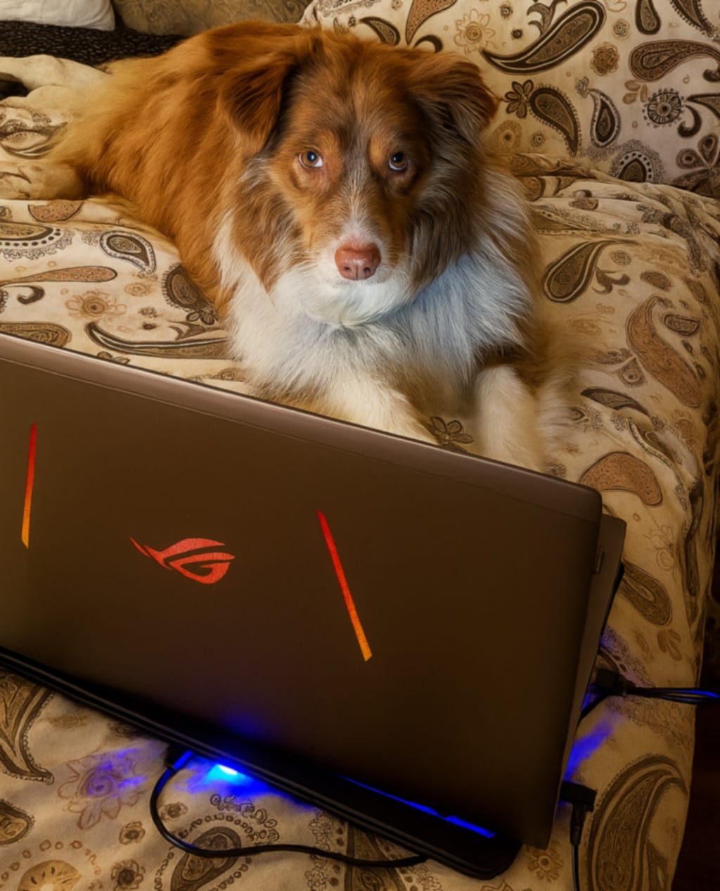 Australian shepherd lying on bed behind an open laptop, suggesting working or procrastinating in a cozy, messy space.