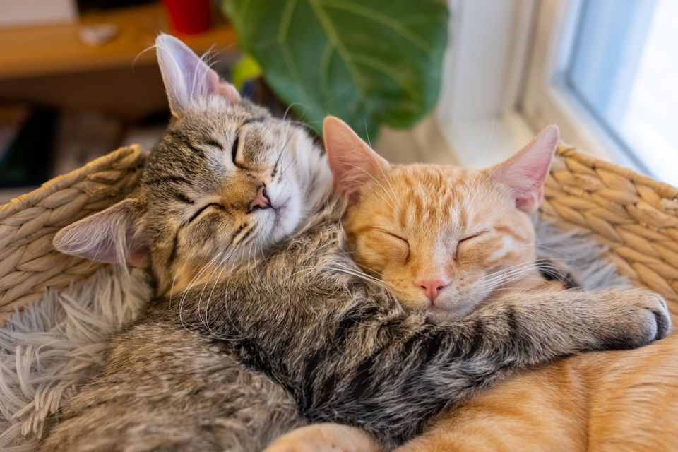 Raw Pet Food x "Own Research"