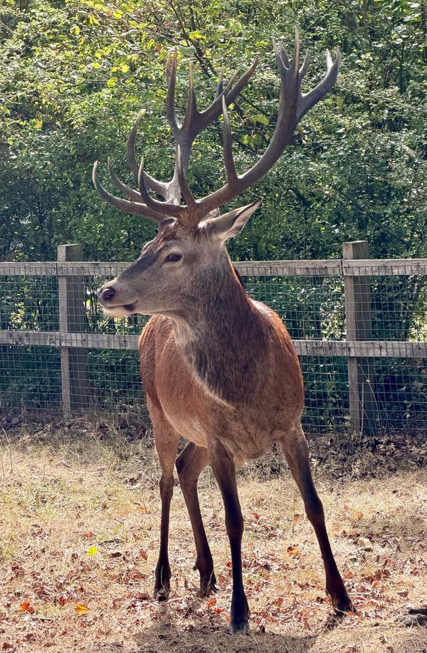 The runner and the stag