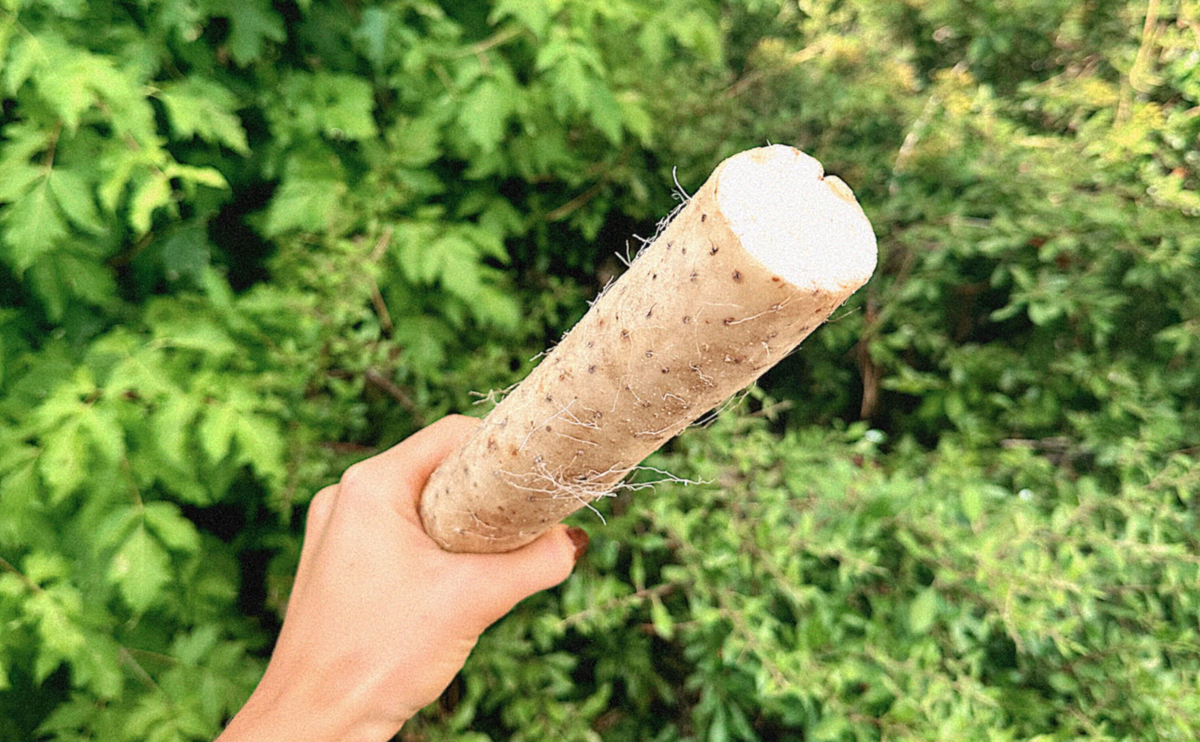 This Tuber Tastes Like Hashbrowns