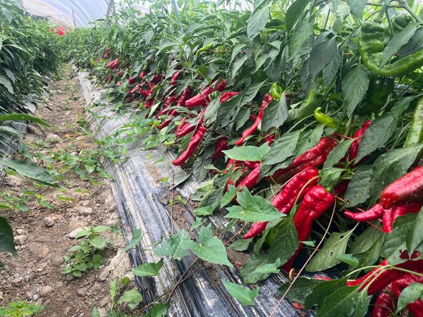 Jimmy Nardellos, But Better