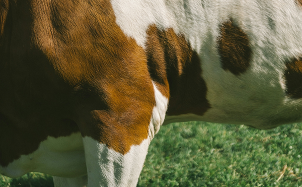 The Steakhouse Is Our Wildest Delusion