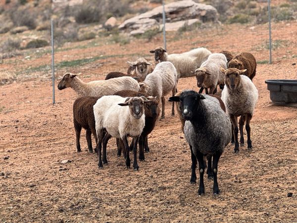 The Queer Shepherds Preserving Navajo Tradition
