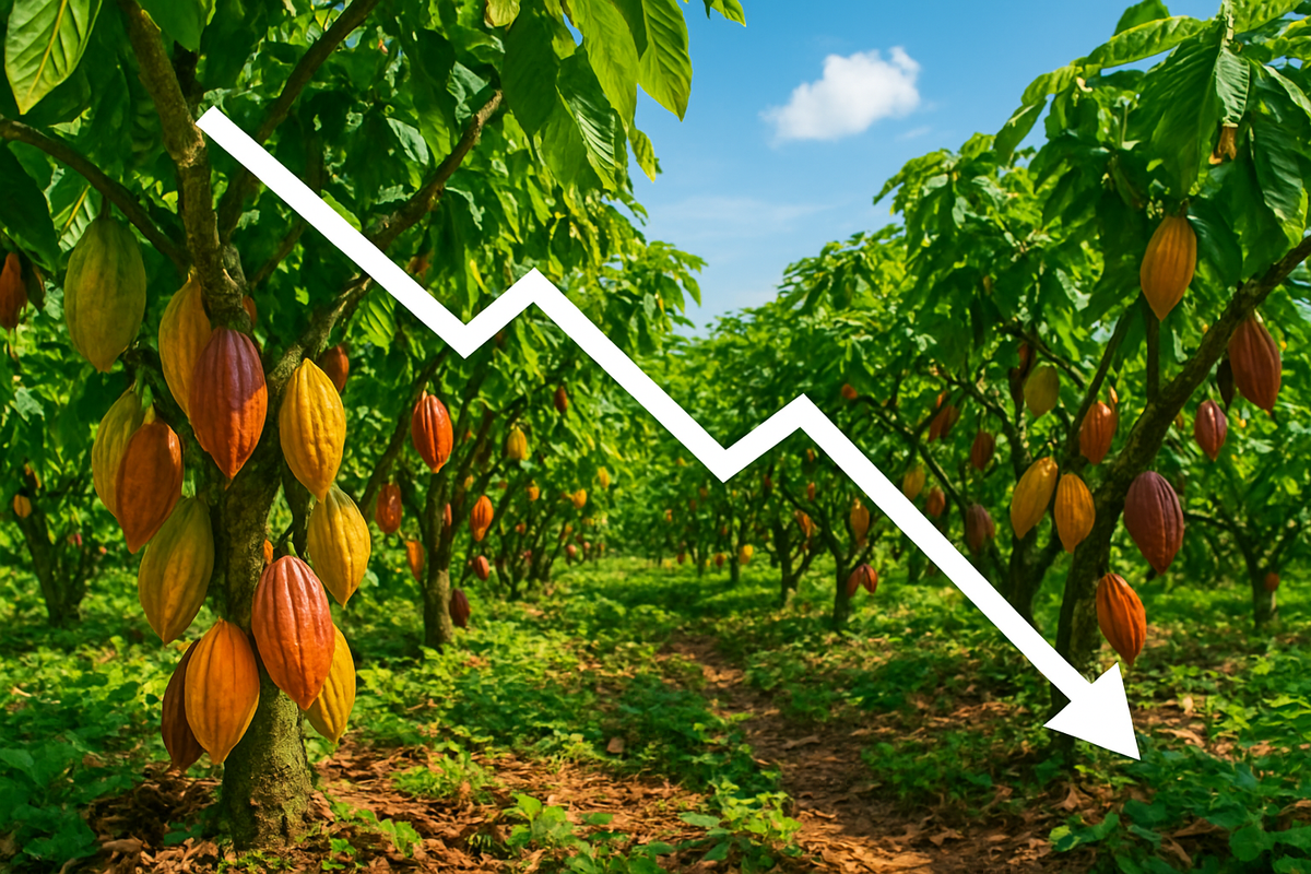 Cocoa Prices Sweeten as Supply Outlook Improves: A Market Shift in Soft Commodities