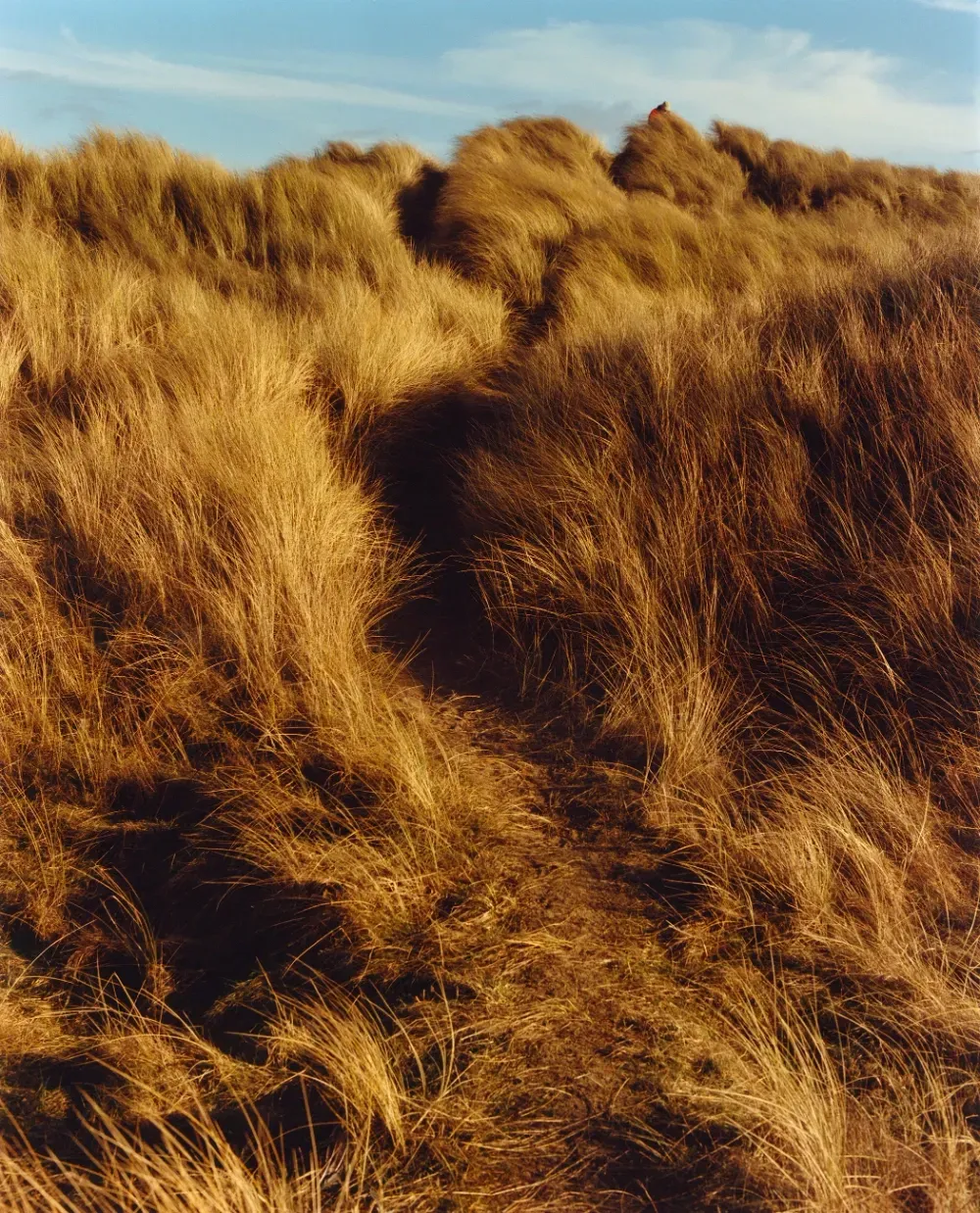 "The Line of Desire," photograph by Jamie Hawkesworth