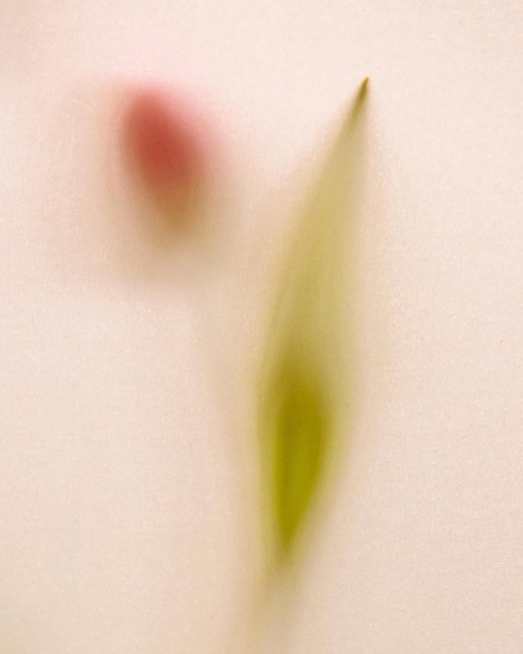 Blooming Series by Kamila Solarz