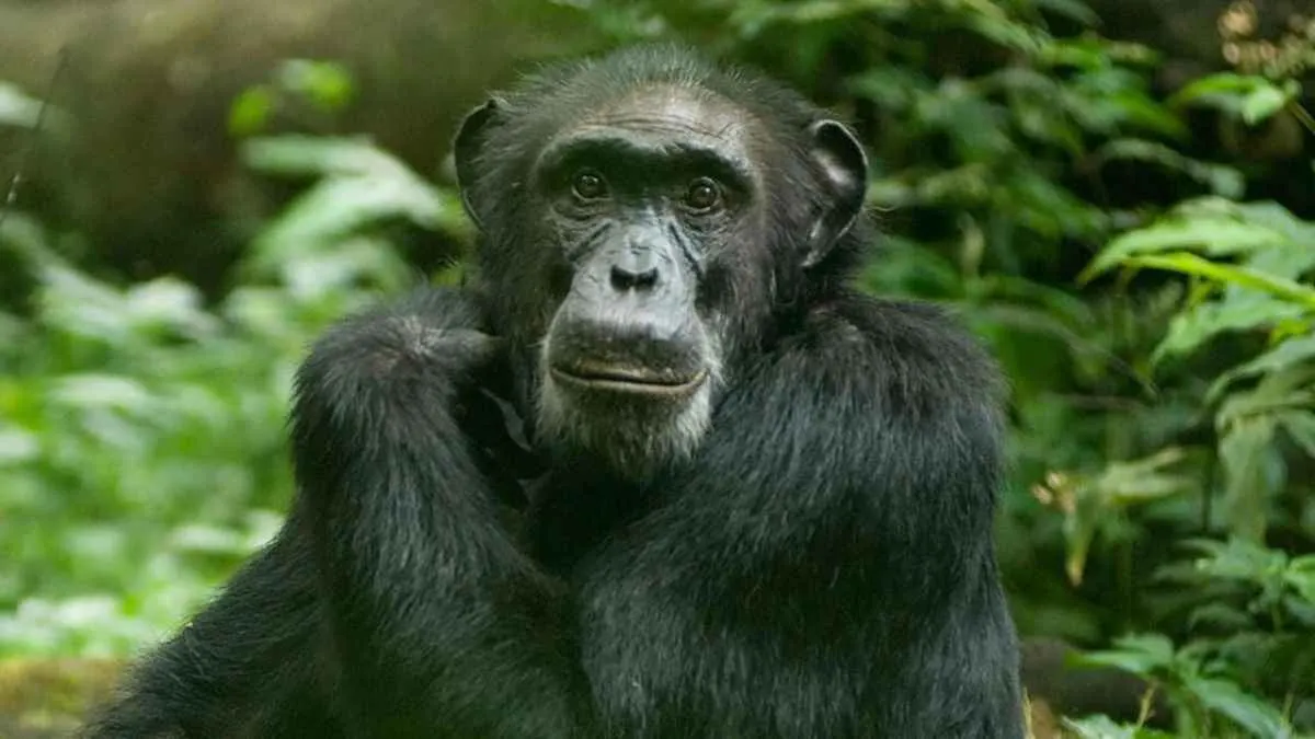 Estudio revela uso de plantas medicinales por chimpancés