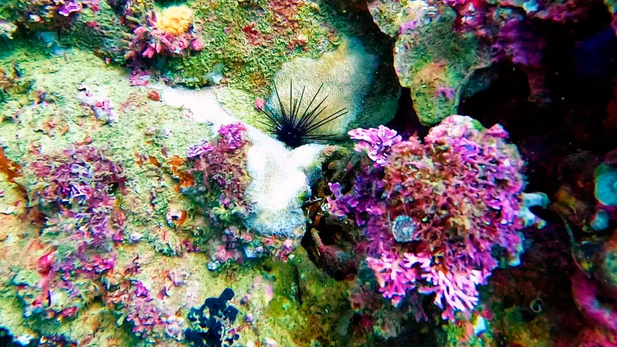 Colonias de corales renacen en La Roqueta de Acapulco