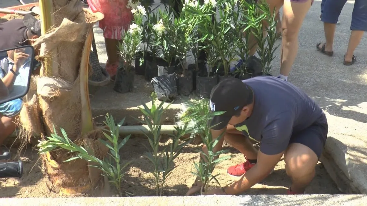 Sigue reforestación de jardineras de la zona Costera de Acapulco
