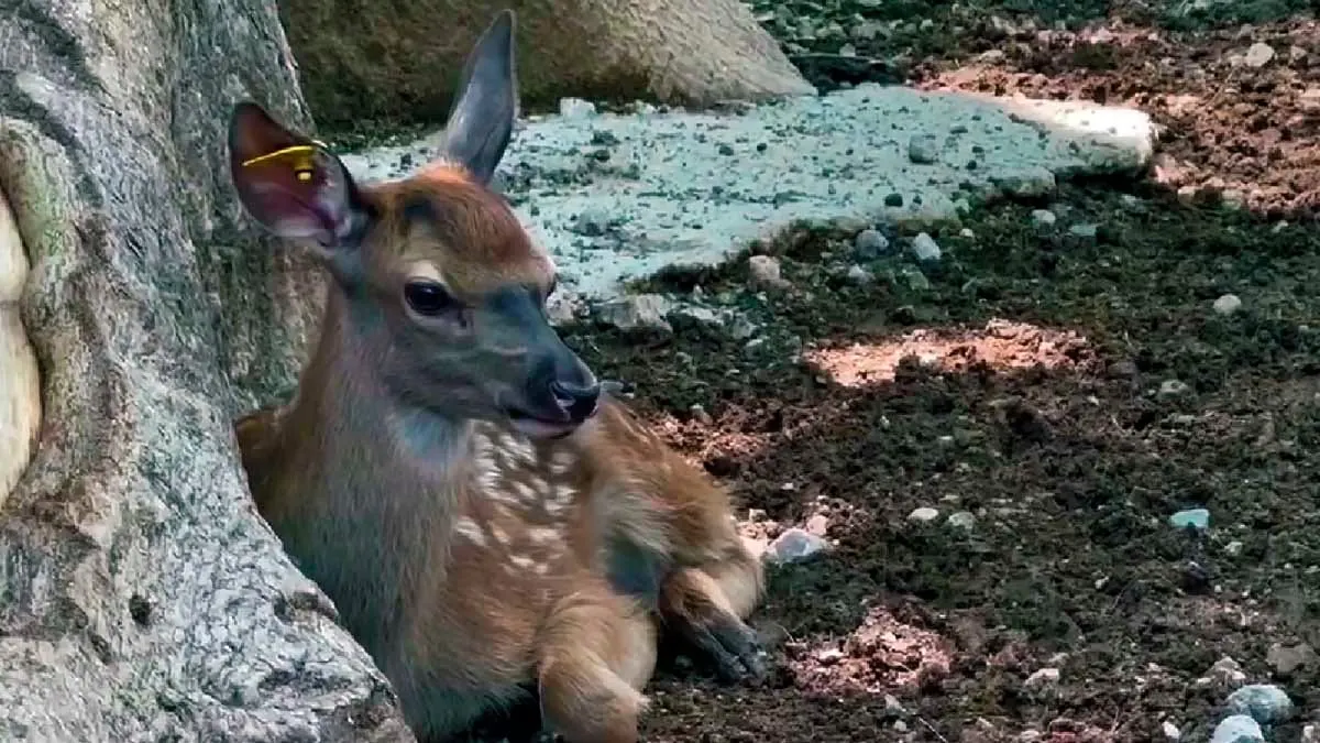 Zoológico de Chilpancingo da la bienvenida a cría de ciervo rojo