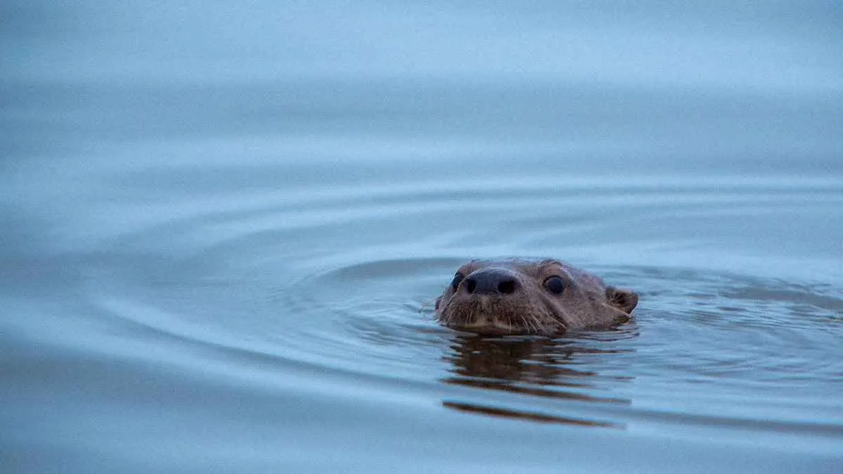 Confirman primer avistamiento de nutria en la Sierra de Guerrero