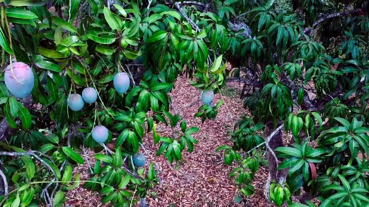 Exploran uso de drones en cultivo de mango en Guerrero