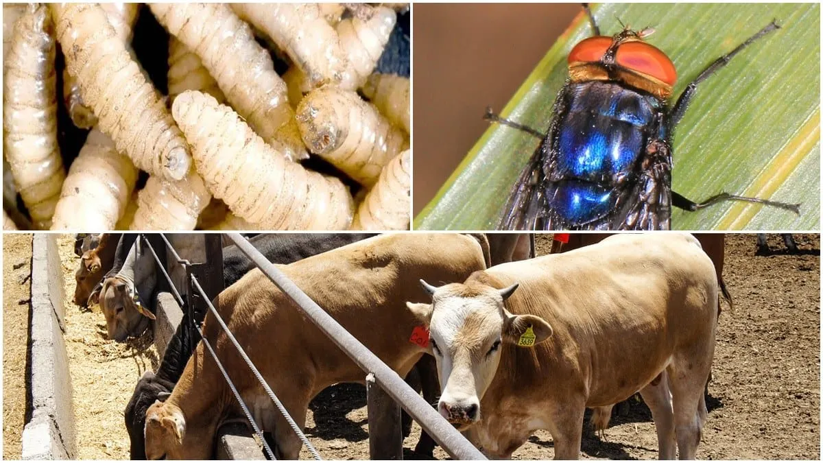 México y Guatemala fortalecen cooperación para prevenir la plaga del gusano barrenador del ganado