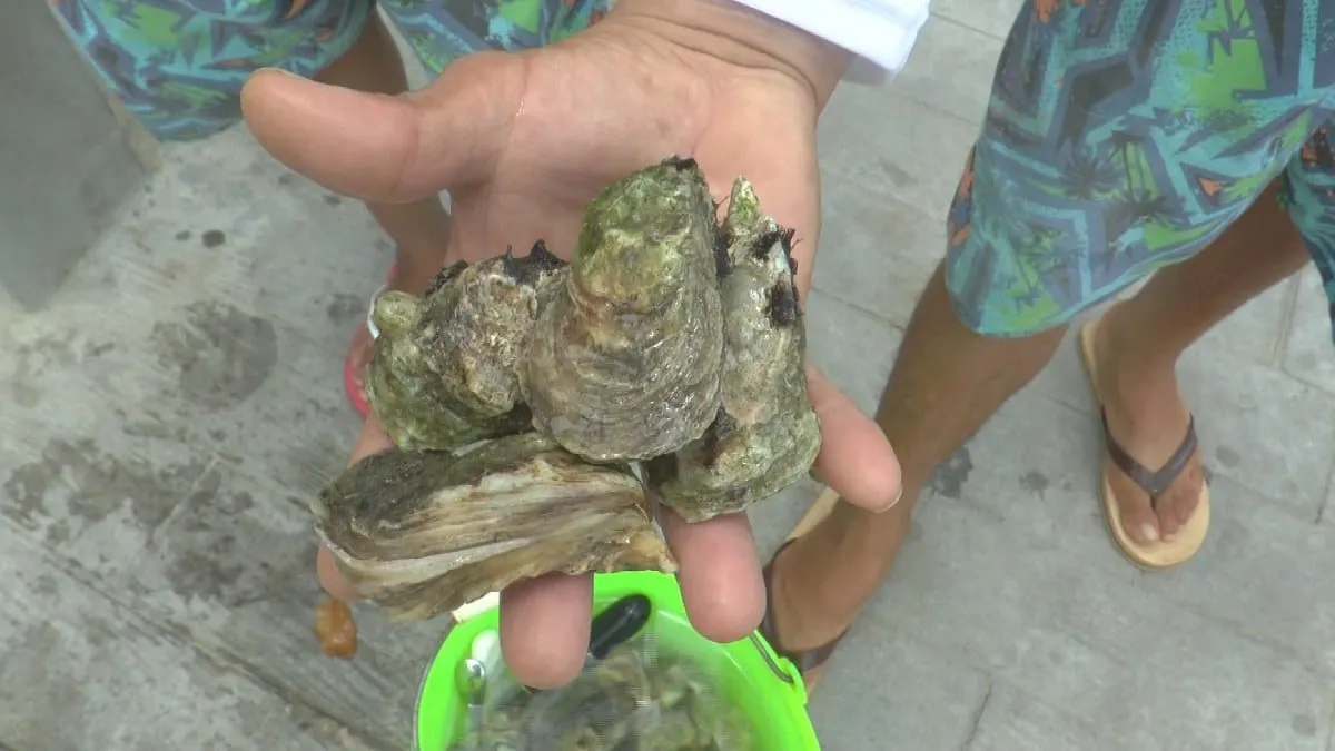 Buzos de Acapulco inician recuperación de ostiones tras Otis