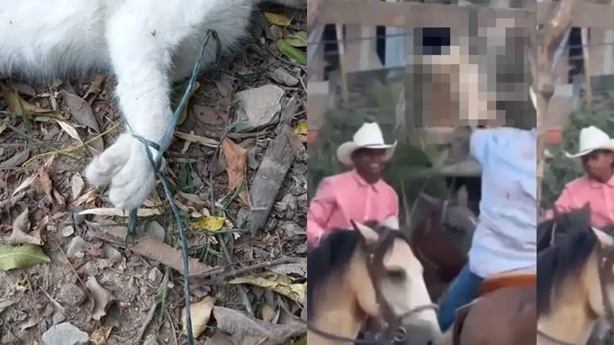 Brutalidad por costumbre: habitantes torturan un gato hasta matarlo, en Cuajinicuilapa Guerrero