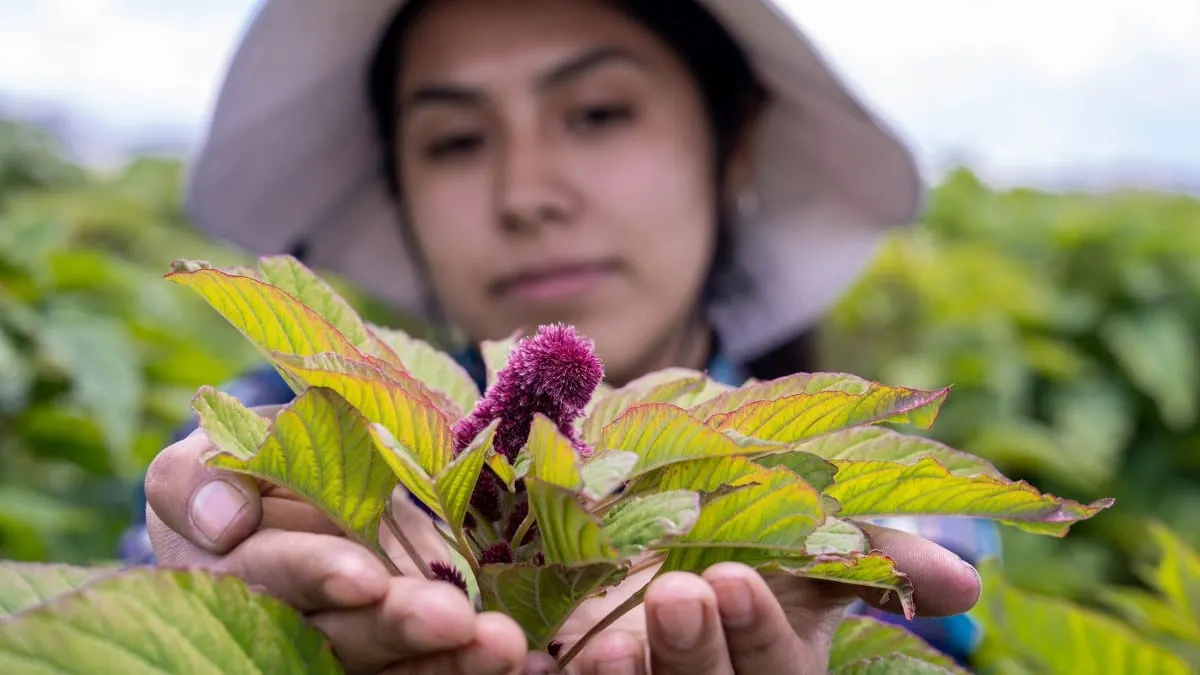 La FAO nombra a México como país de demostración para el cultivo del amaranto