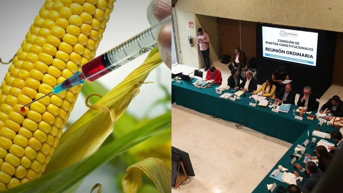 Avanza prohibición del maíz transgénico en México; diputados avalan reformas