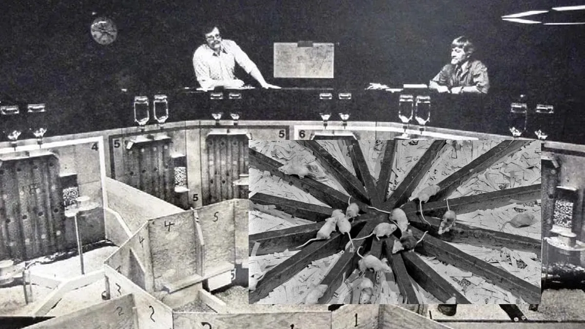'Universo 25', el macabro experimento con ratas hecho para predecir un Apocalipsis social
