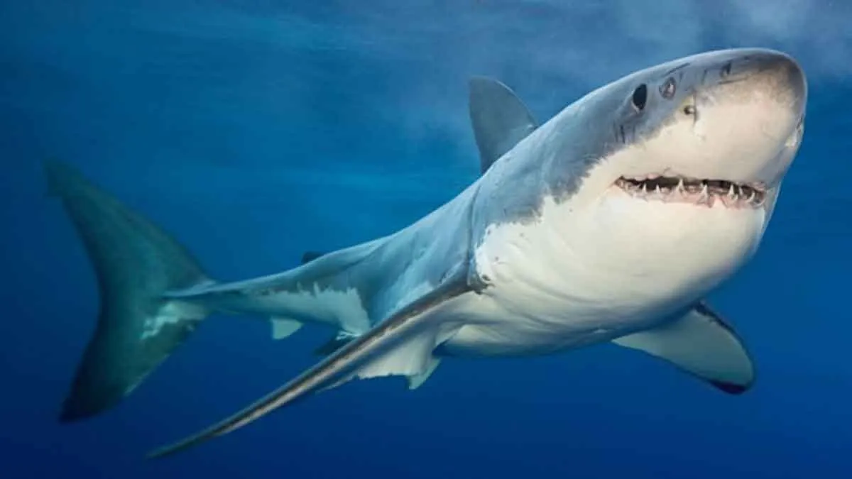 Sin tiburones, los océanos 'enfermarían', advierte estudio