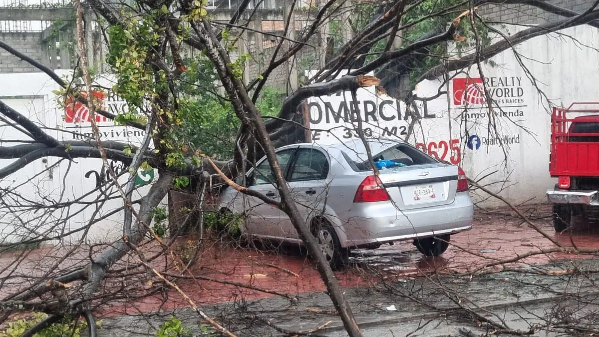 Caída de árbol y cortes eléctricos tras tromba en Chilpancingo, Guerrero