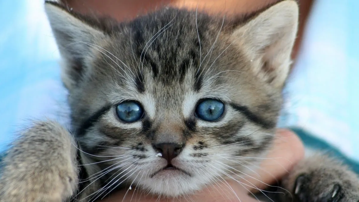 Después de leer esto no volverás a ver a los gatos igual; no son lo que creías