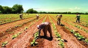 Gobierno de México extiende programa de Precios de Garantía para pequeños productores