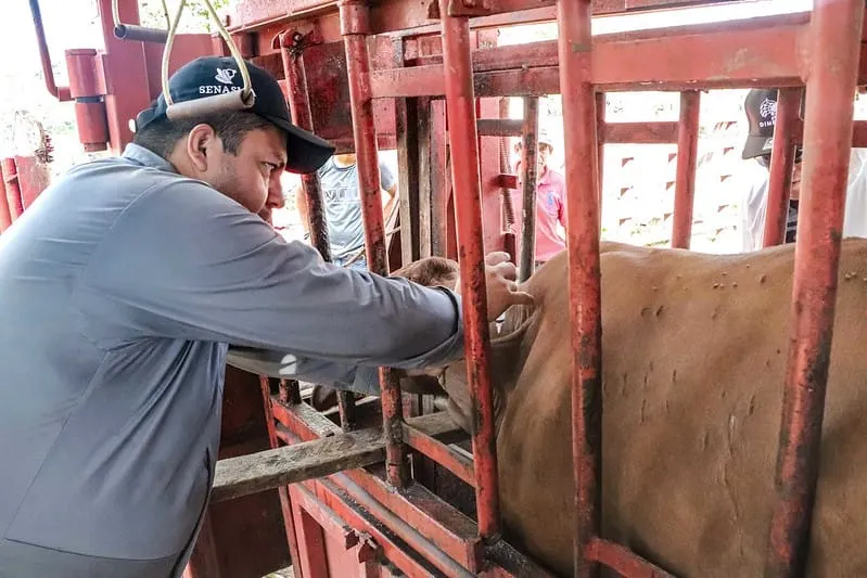 Agricultura mantiene acciones para prevenir ingreso de gusano barrenador del ganado