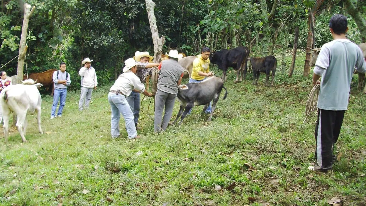 México refuerza campaña nacional contra la rabia en ganado