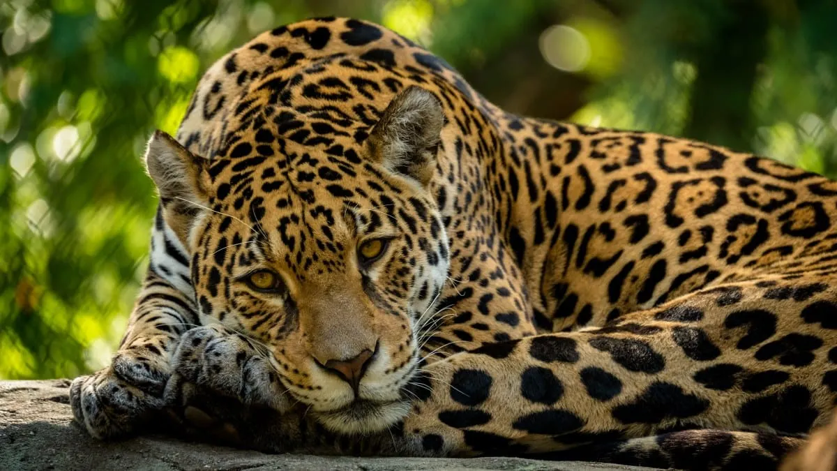 Quedan en Guerrero apenas 115 jaguares