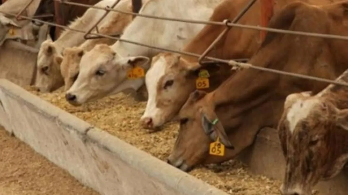 Incautan más de 900 cabezas de ganado en rancho de Guanajuato por uso de clembuterol para engorda