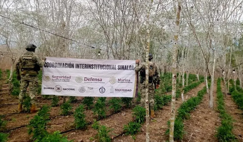 Marina localiza plantíos de mariguana y destruye 3.6 toneladas de la hierba en Sinaloa