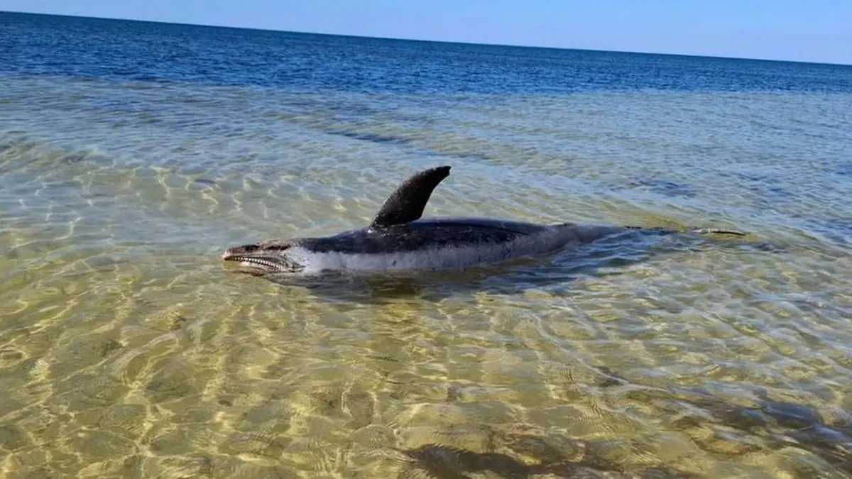 El cambio climático afecta a los delfines; hallan a uno muerto en Yucatán