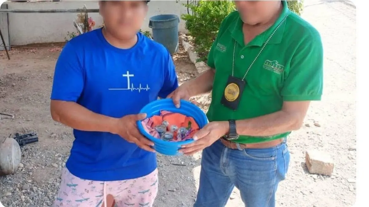 Rescatan periquitos atoleros extraídos ilegalmente por un influencer en Guerrero