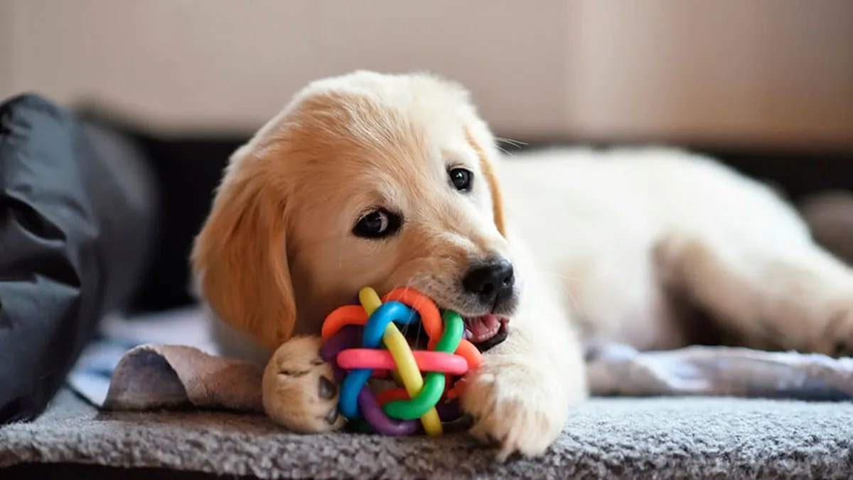 Científicos entrenan IA para comprender emociones de animales