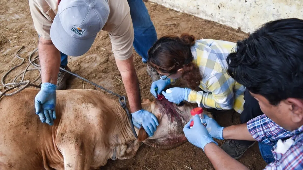 Estados Unidos podría restringir importaciones de ganado mexicano por gusano barrenador
