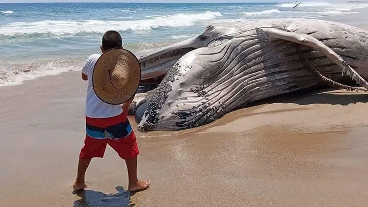 Ballena muerta aparece varada en playa de Coyuca, Guerrero