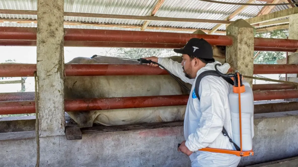 México y EUA refuerzan estrategia contra gusano barrenador para reanudar exportaciones