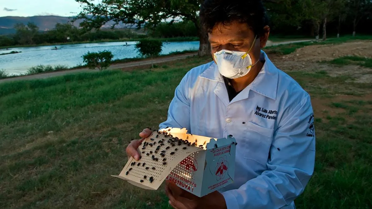 Gobierno de México intensifica combate al gusano barrenador del ganado