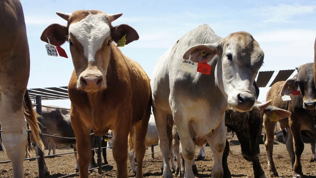 México avanza en la erradicación de tuberculosis bovina, brucelosis y garrapata Boophilus: Sader