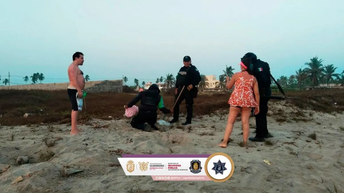 Recuperan 214 huevos de tortuga marina en playas de Acapulco