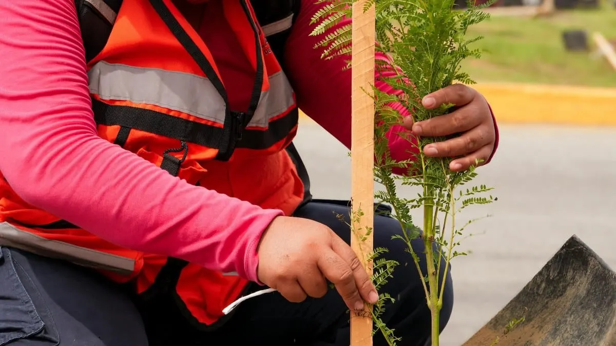 Avanza arborización masiva en Acapulco; suman 13 mil 200 árboles plantados