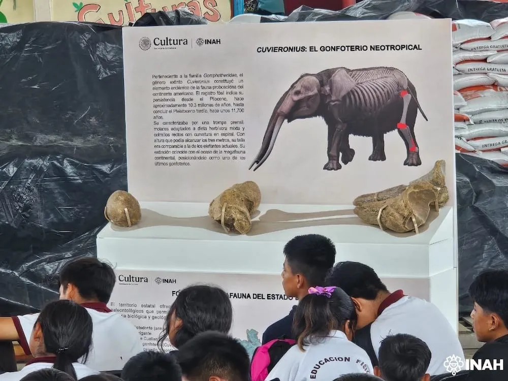 Exhiben restos de megafauna prehistórica hallada en Chilacachapa, Guerrero
