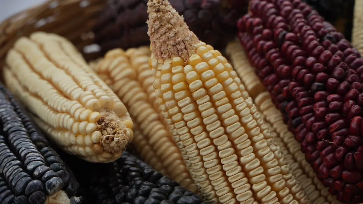 Presenta Agricultura plan nacional de producción y comercialización del maíz