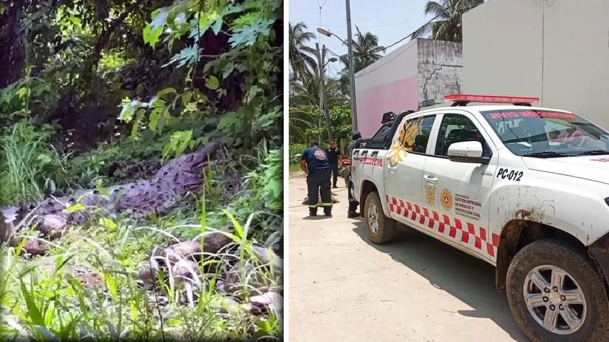 Capturan cocodrilo de tres metros en fraccionamiento Campestre de la Laguna, Acapulco