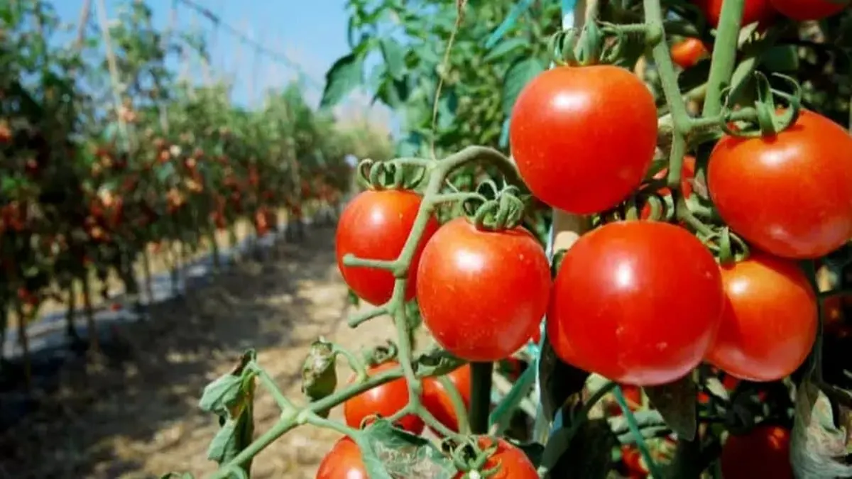 Tomatazo a México; Estados Unidos impone arancel 17.09% al jitomate mexicano