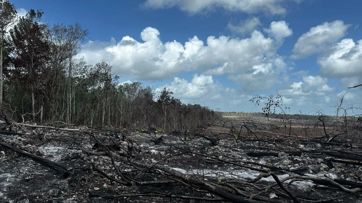 Devastan miles de hectáreas de selva en Yucatán y Campeche grupos de agricultores menonitas